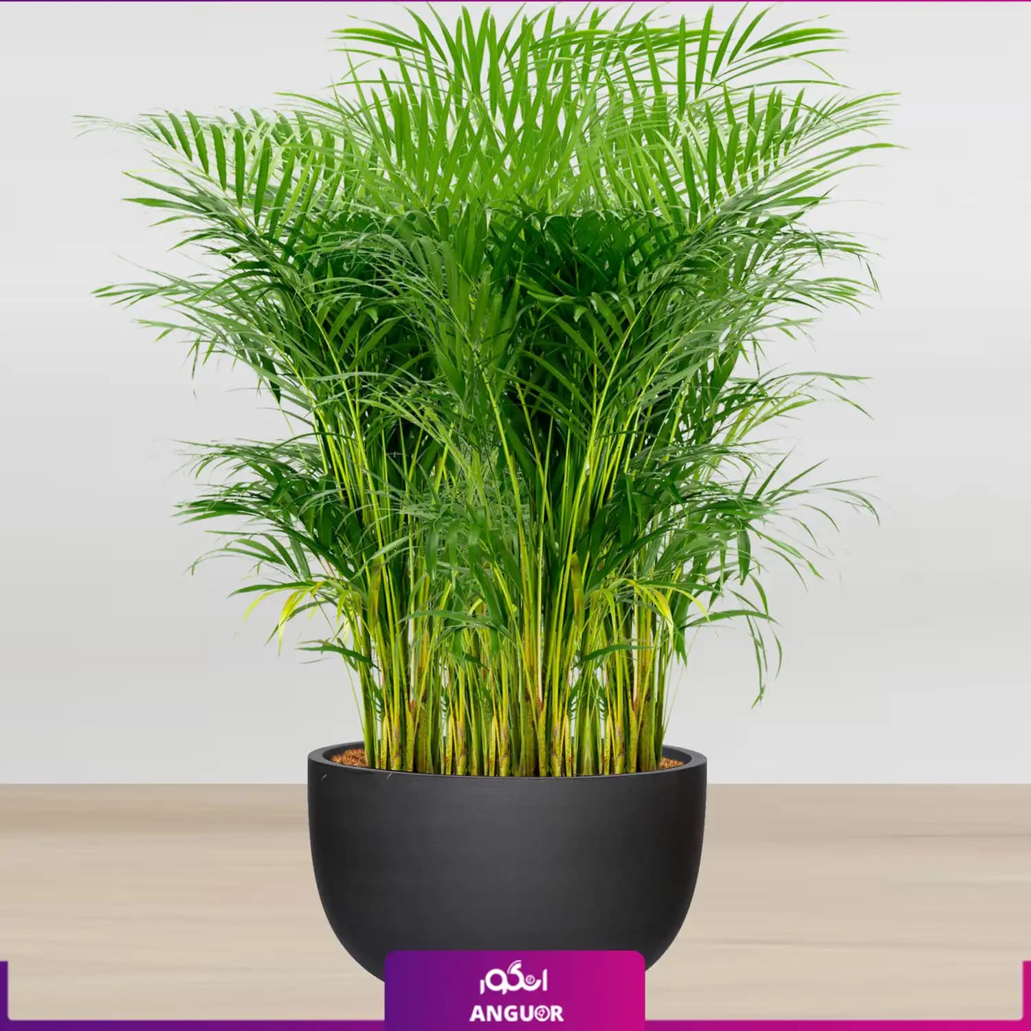 نخل اریکا سایز غول پیکر با گلدان فایبر گلاس (special plant) - 2