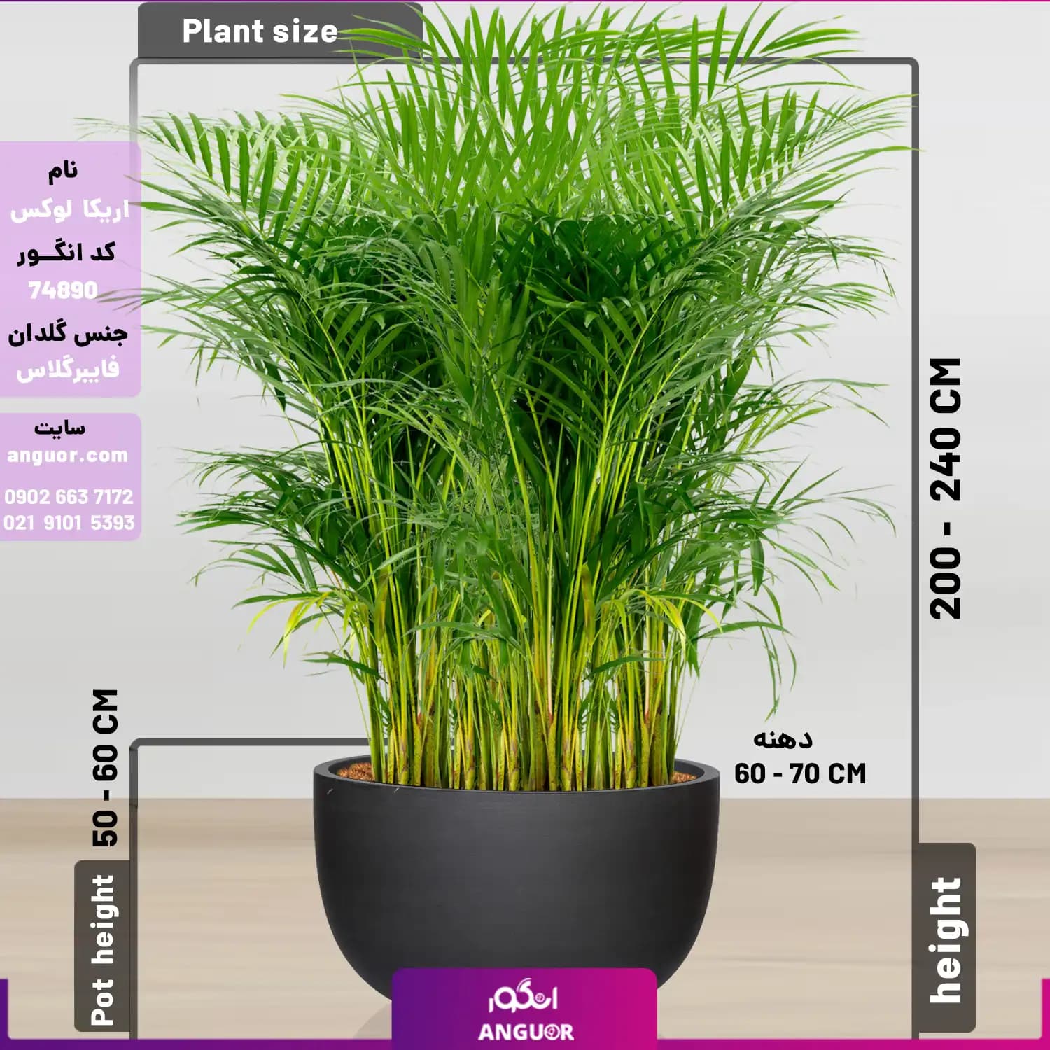 نخل اریکا سایز غول پیکر با گلدان فایبر گلاس (special plant) - 3